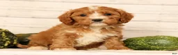Cavapoo dogs for sale: Pixel - Ad 1