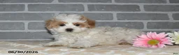 Maltipoo dogs for sale: Lenny - Ad 4