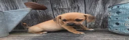 Puggle dogs for sale: Scout - Ad 3
