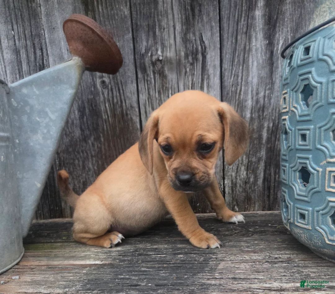 Puggle dogs for sale: Scout - Ad 3