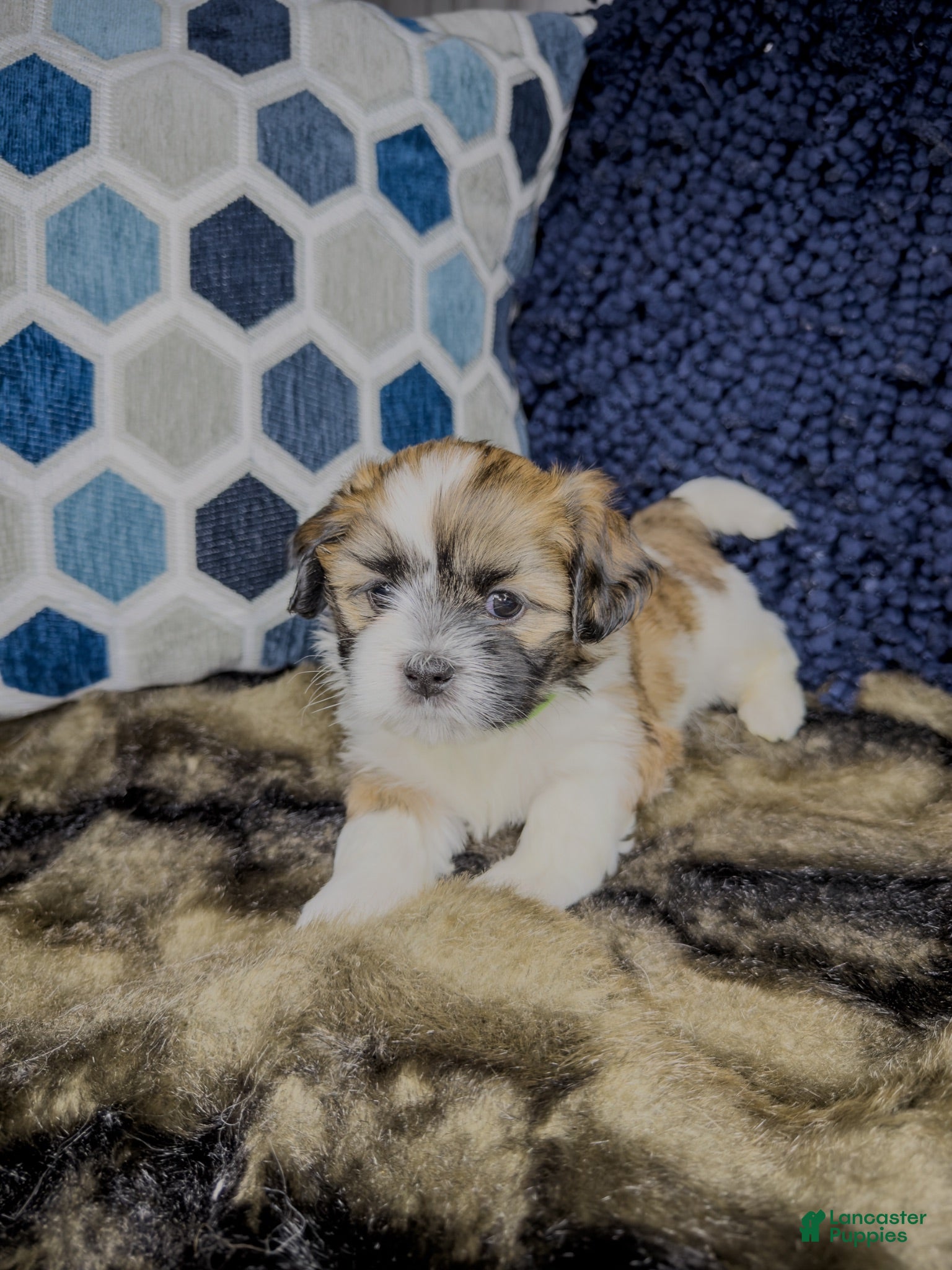 Teddy Bear dogs Teddy Bear 4 - Ad 2