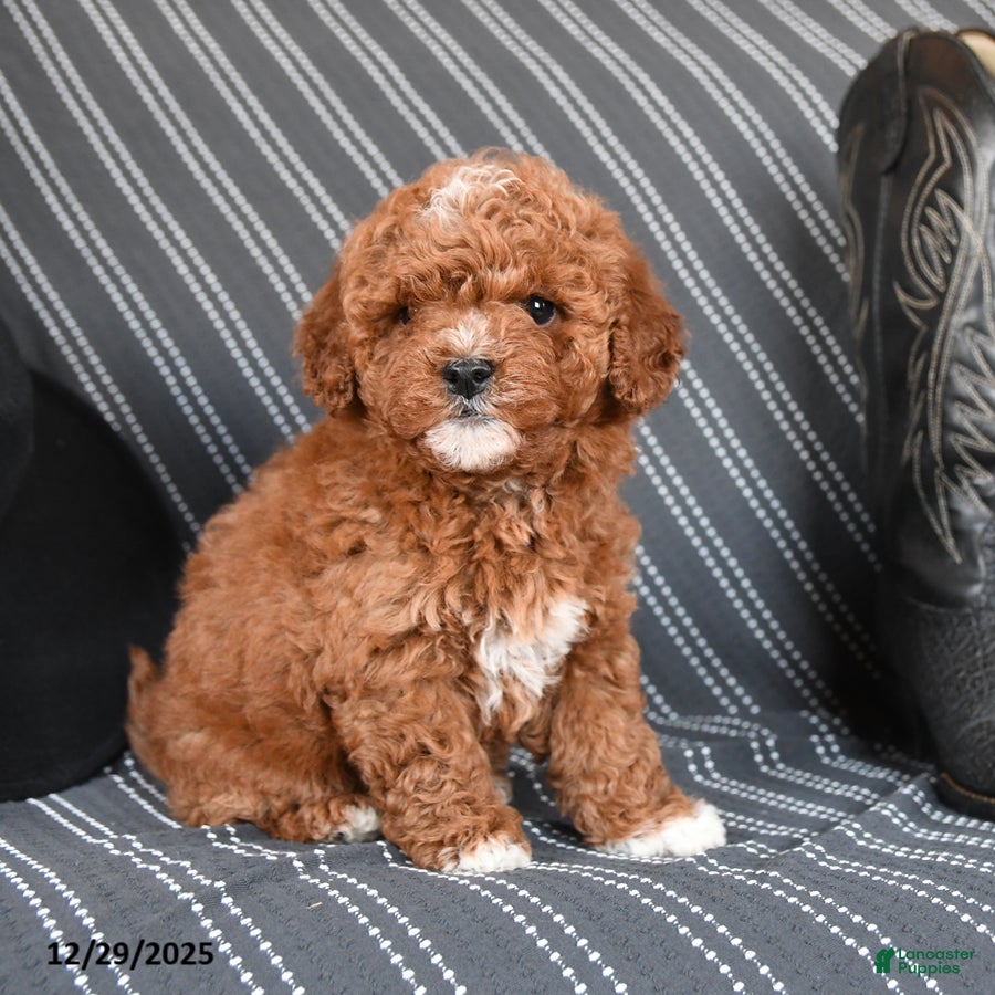 Cavapoo dogs Saffron - Ad 9