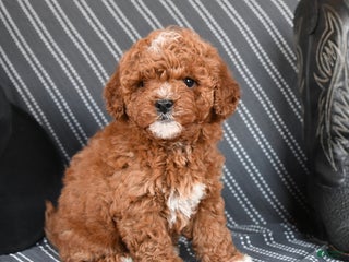 Cavapoo dogs Saffron - Ad 9