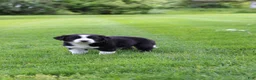 Mixed Breed dogs for sale: Buster Bear - Ad 2