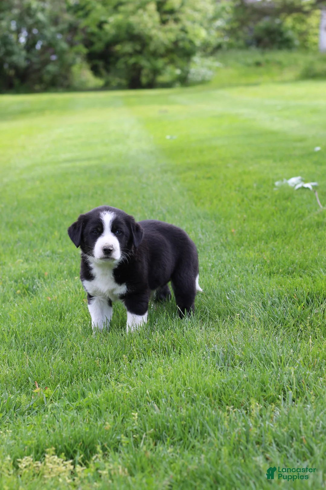 Mixed Breed dogs for sale: Buster Bear - Ad 2