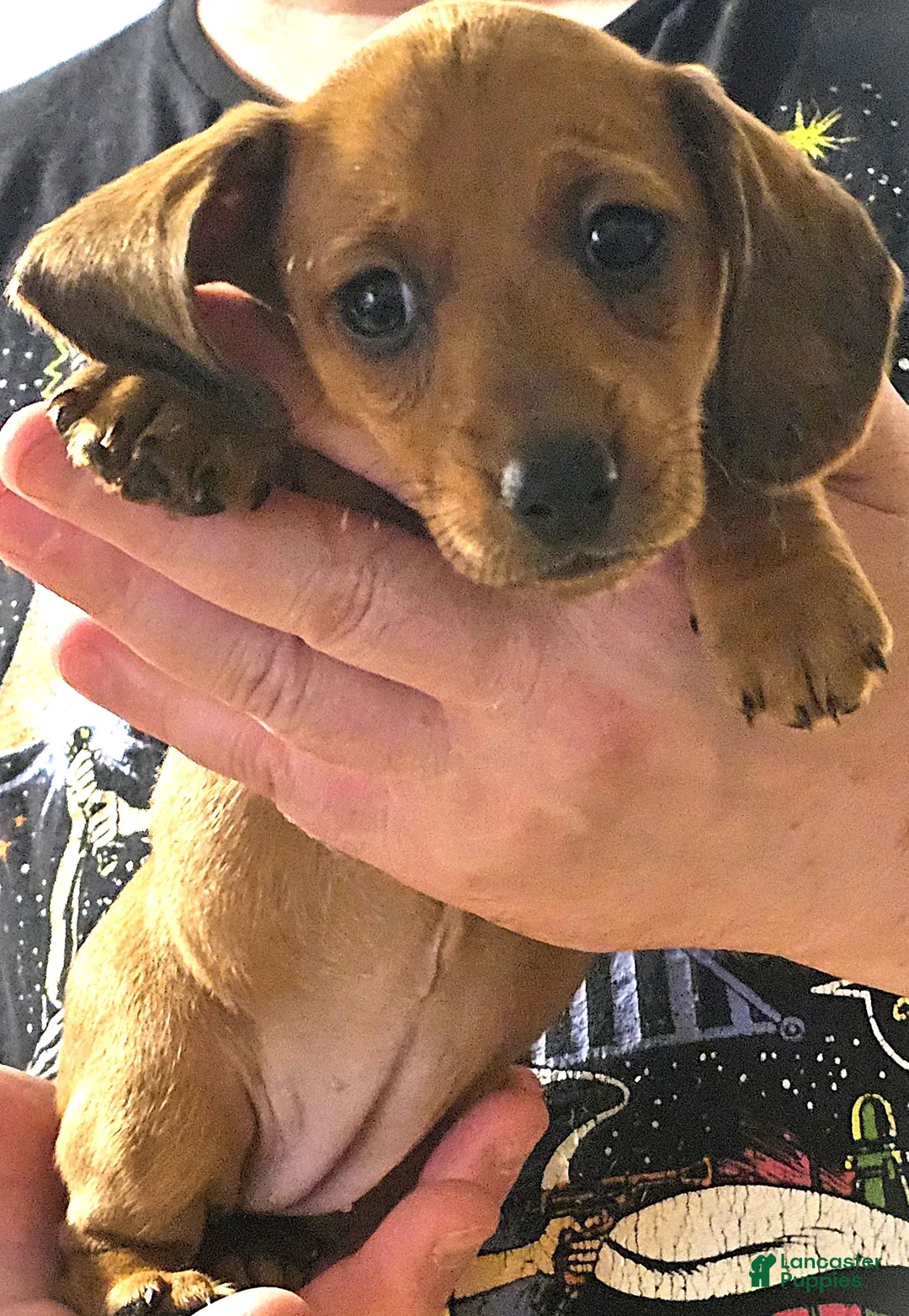 Miniature Dachshund dogs for sale: Miniature Dachshund (GraceAnne) - Ad 2
