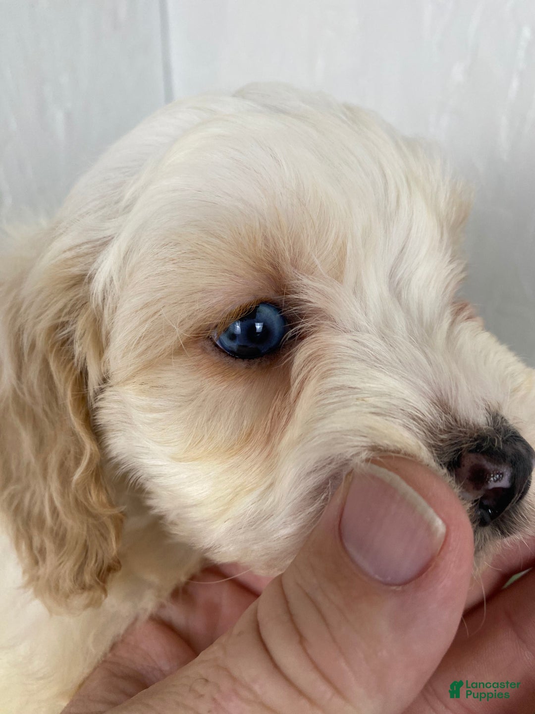 Cockapoo dogs for sale: Milo - Ad 8