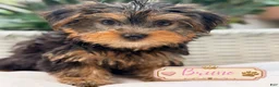 Yorkshire Terrier dogs for sale: Yorkshire Terrier 3 - Ad 2
