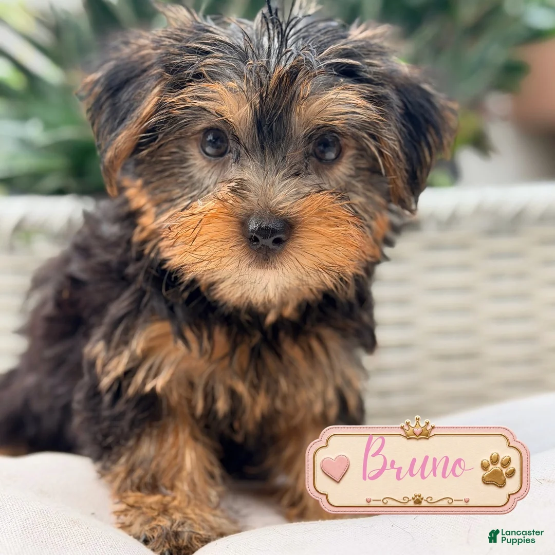 Yorkshire Terrier dogs for sale: Yorkshire Terrier 3 - Ad 2