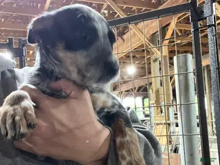 Australian Cattle Dog dogs Sasha - Ad 16