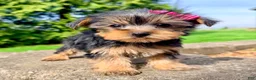 Yorkshire Terrier dogs for sale: Sage - Ad 2