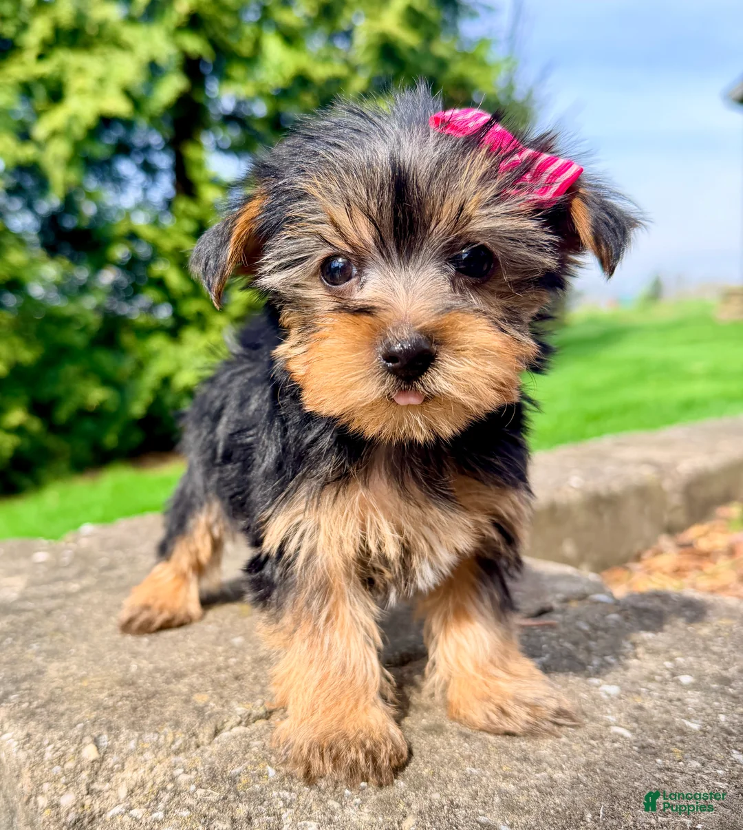 Yorkshire Terrier dogs for sale: Sage - Ad 2