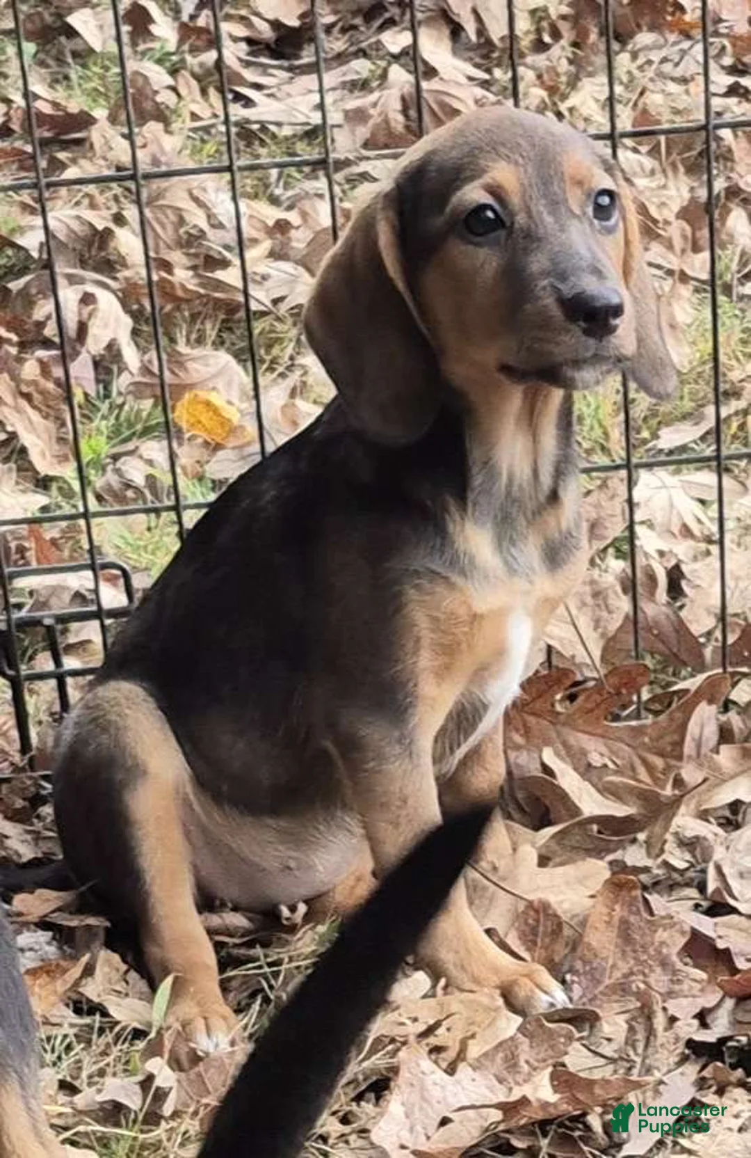 Mixed Breed dogs for sale: Skippy  - Ad 4