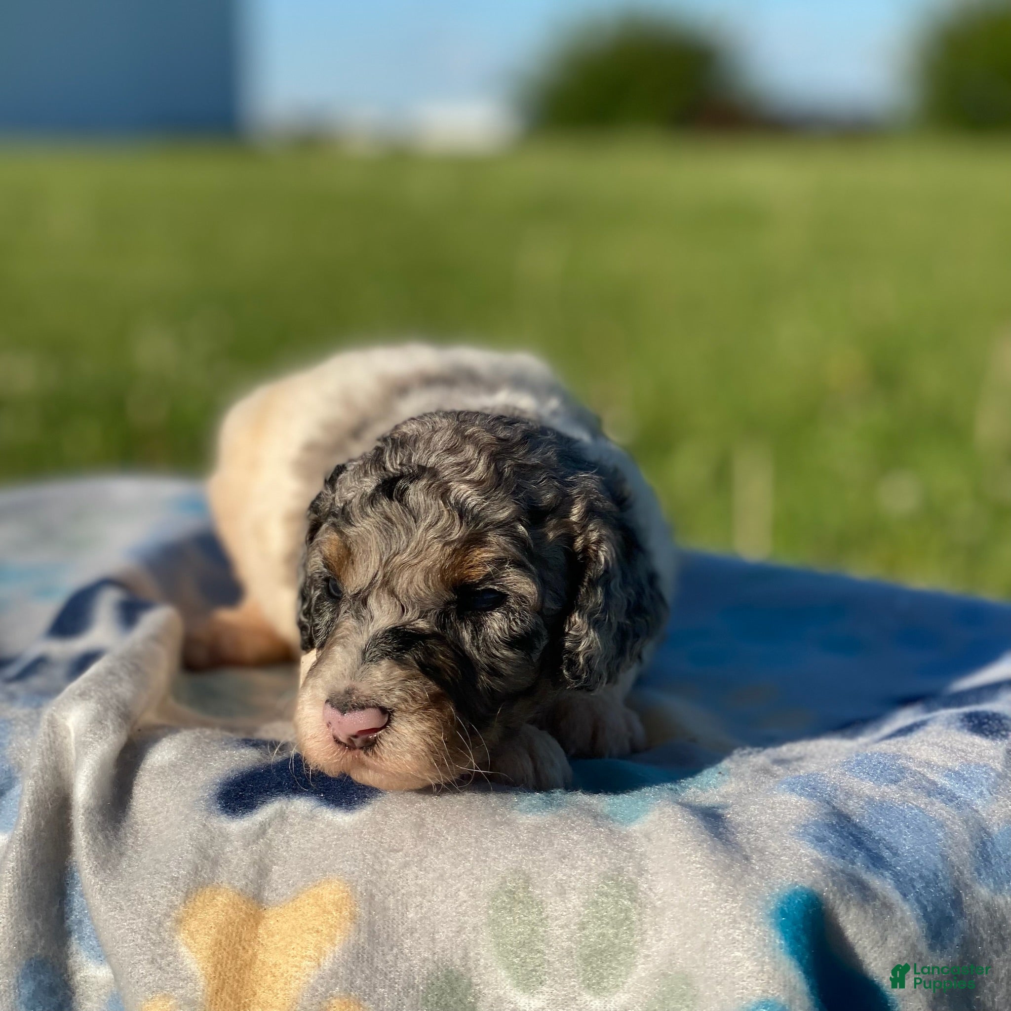 Standard Poodle dogs Storm - Ad 37