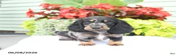 Miniature Dachshund dogs for sale: Otis - Ad 1