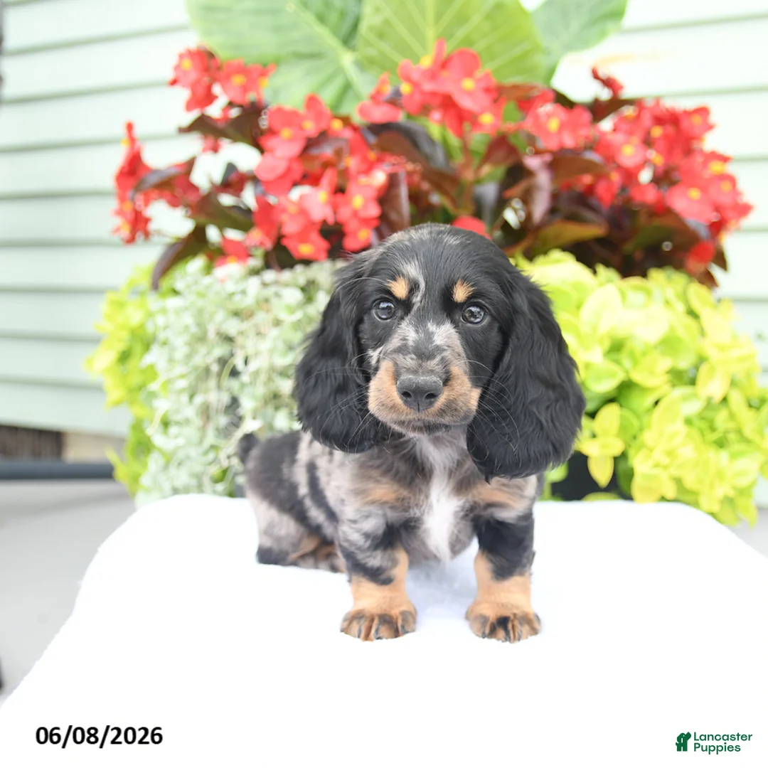 Miniature Dachshund dogs for sale: Otis - Ad 1