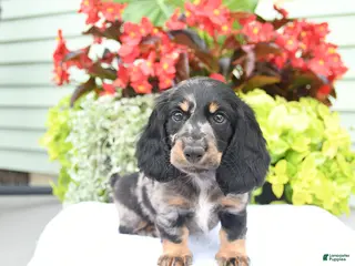 Miniature Dachshund dogs for sale: Otis - Ad 2
