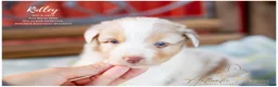 Australian Shepherd dogs for sale: Ridley - Ad 2