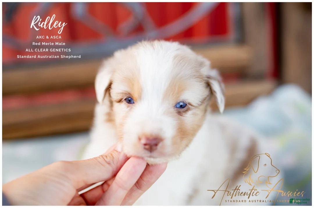 Australian Shepherd dogs for sale: Ridley - Ad 2