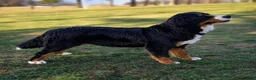Miniature Bernese Mountain Dog dogs for sale: Sparkler - Ad 5