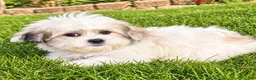 Teddy Bear dogs for sale: Bailey  - Ad 4