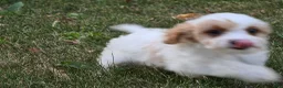 Cavapoo dogs for sale: Clove  - Ad 6