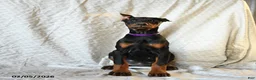 Doberman Pinscher dogs for sale: Reba - Ad 3