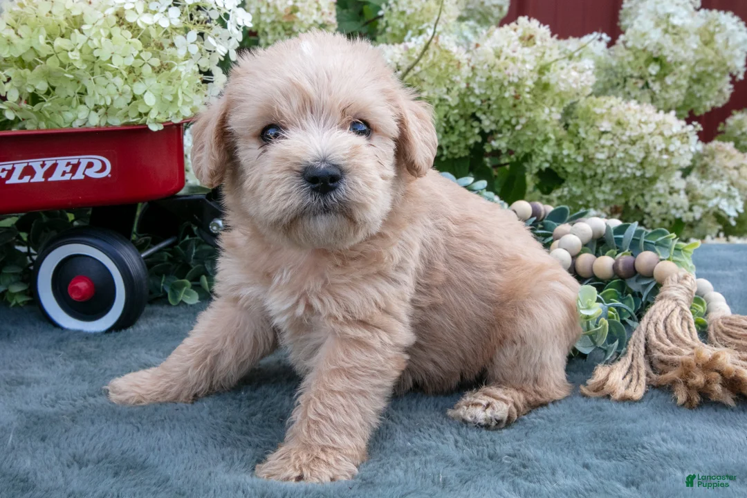 Schnoodle dogs for sale: Houdini - Ad 3