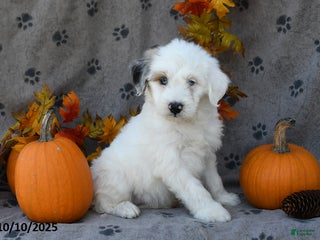 Saint Berdoodles dogs Tracy - Ad 3