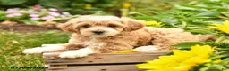 Maltipoo dogs for sale: Love  - Ad 3