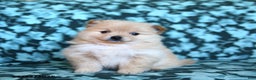 Pomeranian dogs for sale: Taffy - Ad 1
