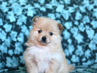 Pomeranian dogs Taffy - Ad 42