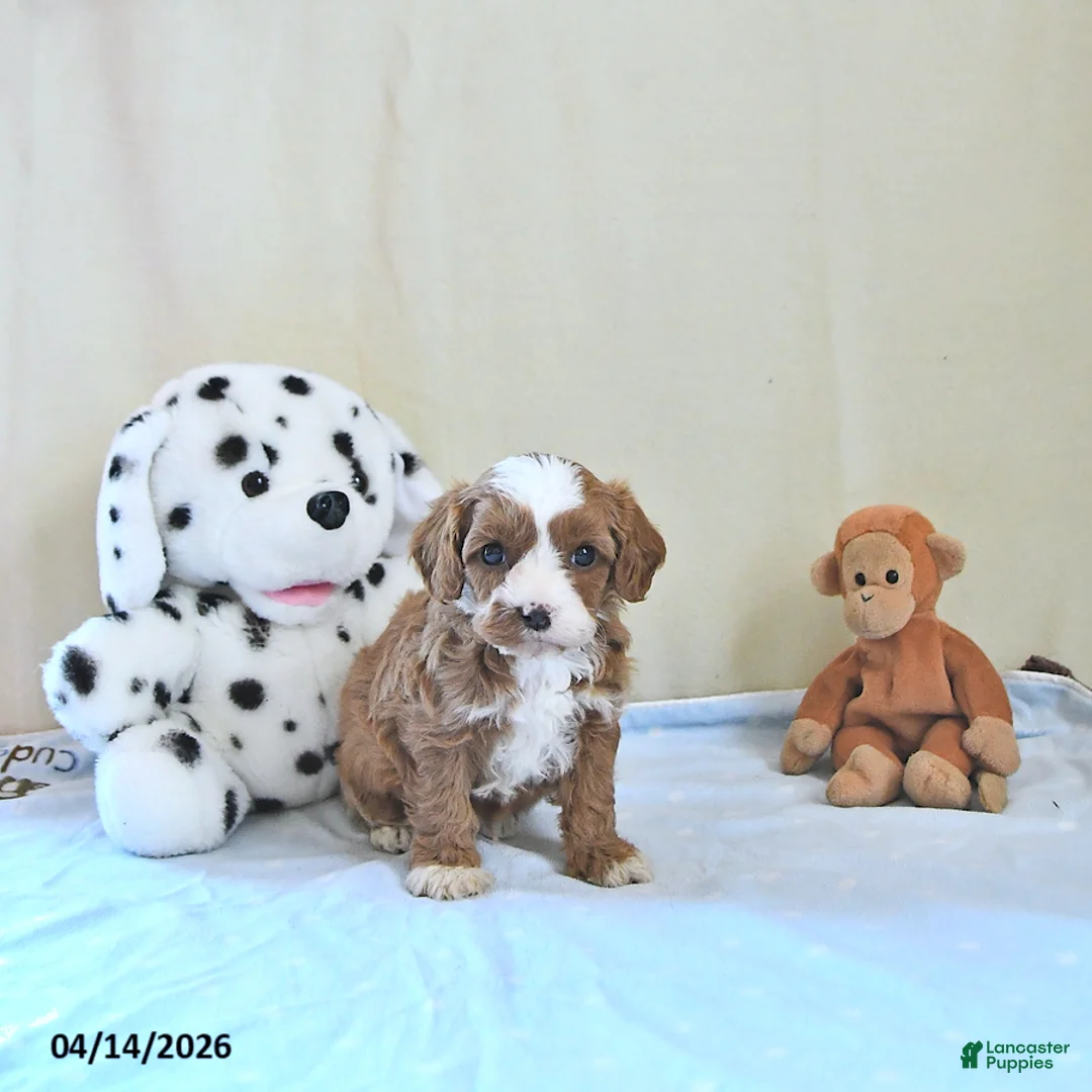 Cavapoo dogs for sale: Archie - Ad 2