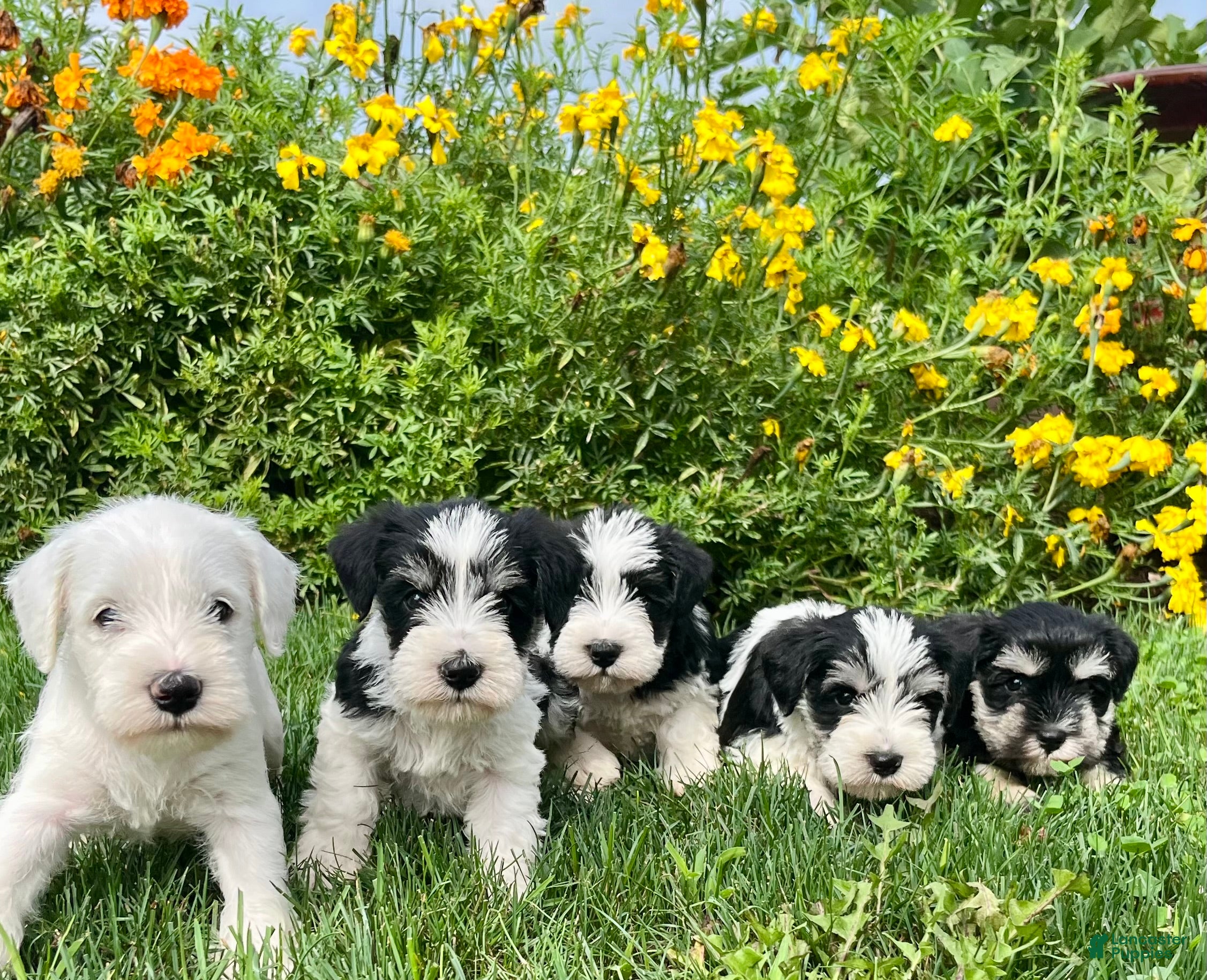 Miniature Schnauzer dogs Raymond❤️AKC Registered Five Boys - Ad 6