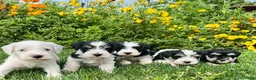Miniature Schnauzer dogs for sale: Raymond❤️AKC Registered Five Boys - Ad 1