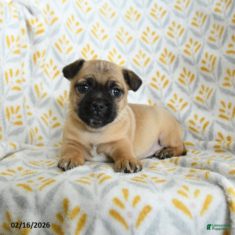 Jug dogs Luke - Ad 1