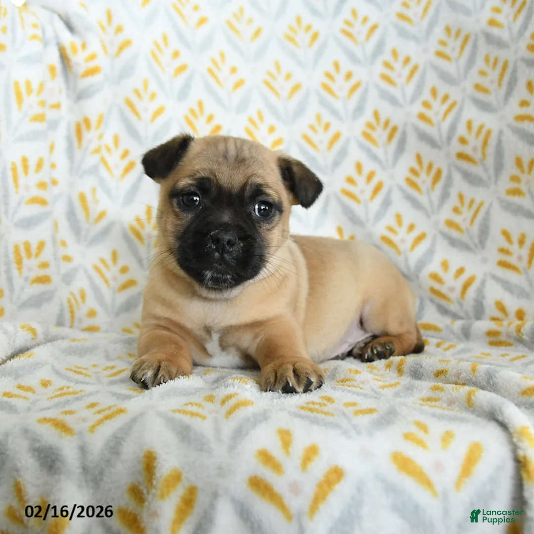 Jug dogs for sale: Luke - Ad 1