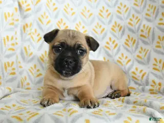 Jug dogs for sale: Luke - Ad 3