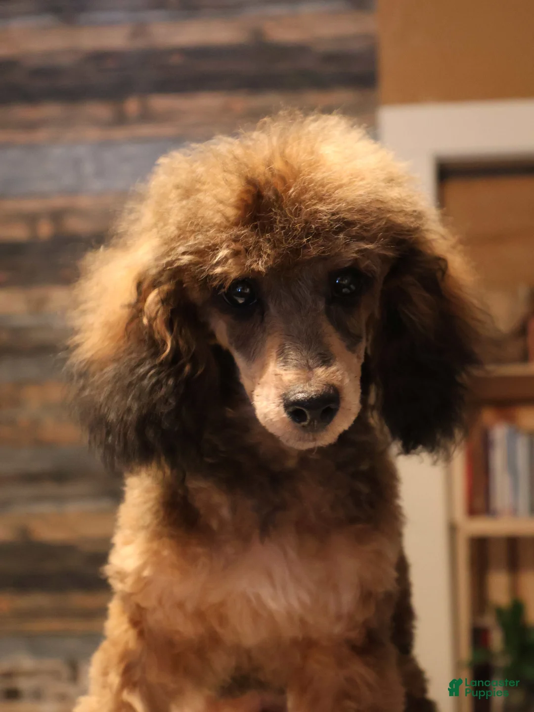 Toy Poodle dogs for sale: Theodore - Ad 3
