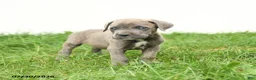 Cane Corso dogs for sale: Royal - Ad 10