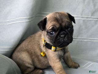 Pug dogs Jeannie - Ad 42