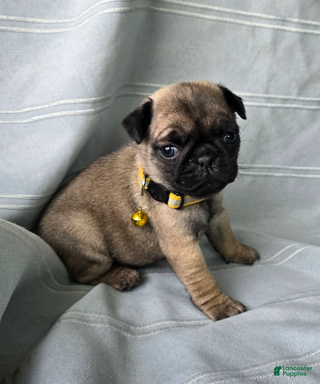 Pug dogs for sale: Jeannie - Ad 1
