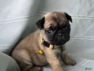 Pug dogs Jeannie - Ad 33