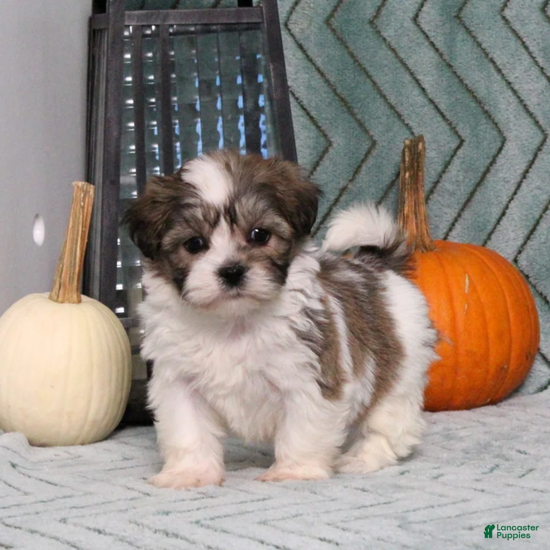 Teddy Bear dogs for sale: Ida - Ad 1