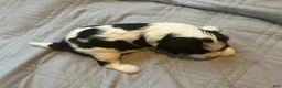 Cavalier King Charles Spaniel dogs for sale: Cavalier King Charles Spaniel 1 - Ad 2