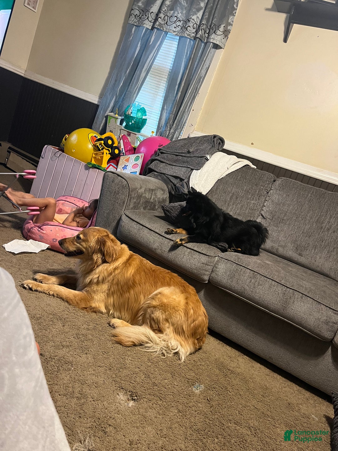 Pomeranian dogs for stud: Jackie - Ad 3