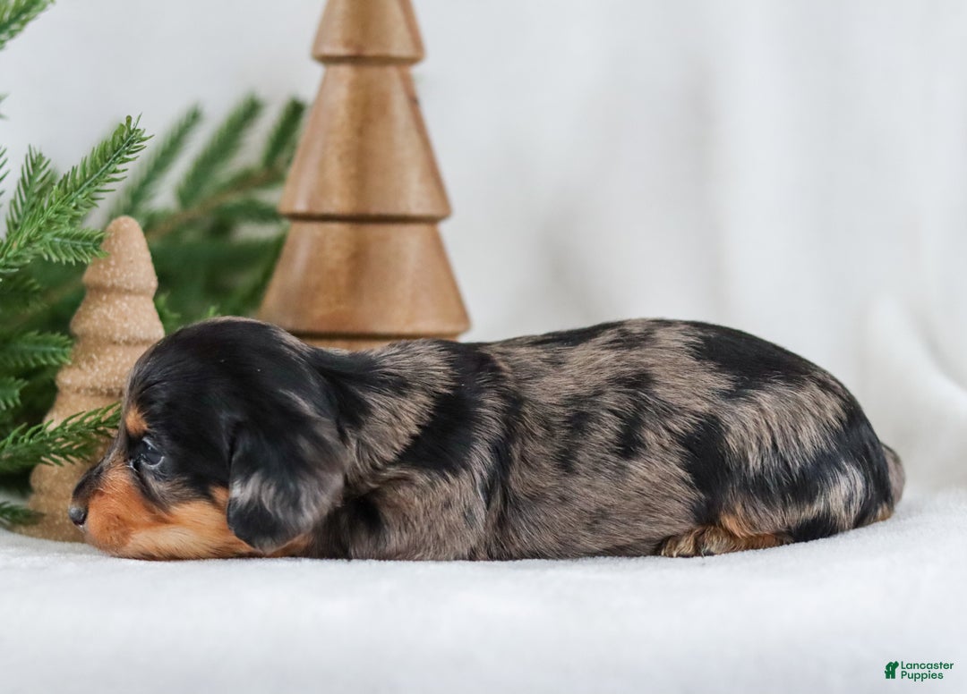 Miniature Dachshund dogs for sale: Ivy - Ad 9