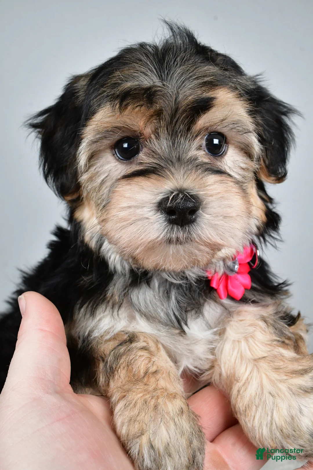 Morkie dogs for sale: Roxy - Ad 4