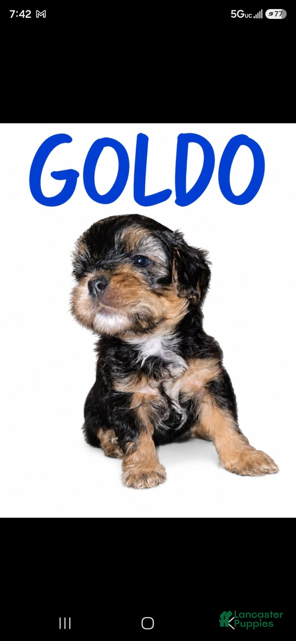 Maltipoo dogs GOLDO - Ad 2