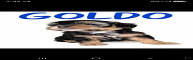 GOLDO